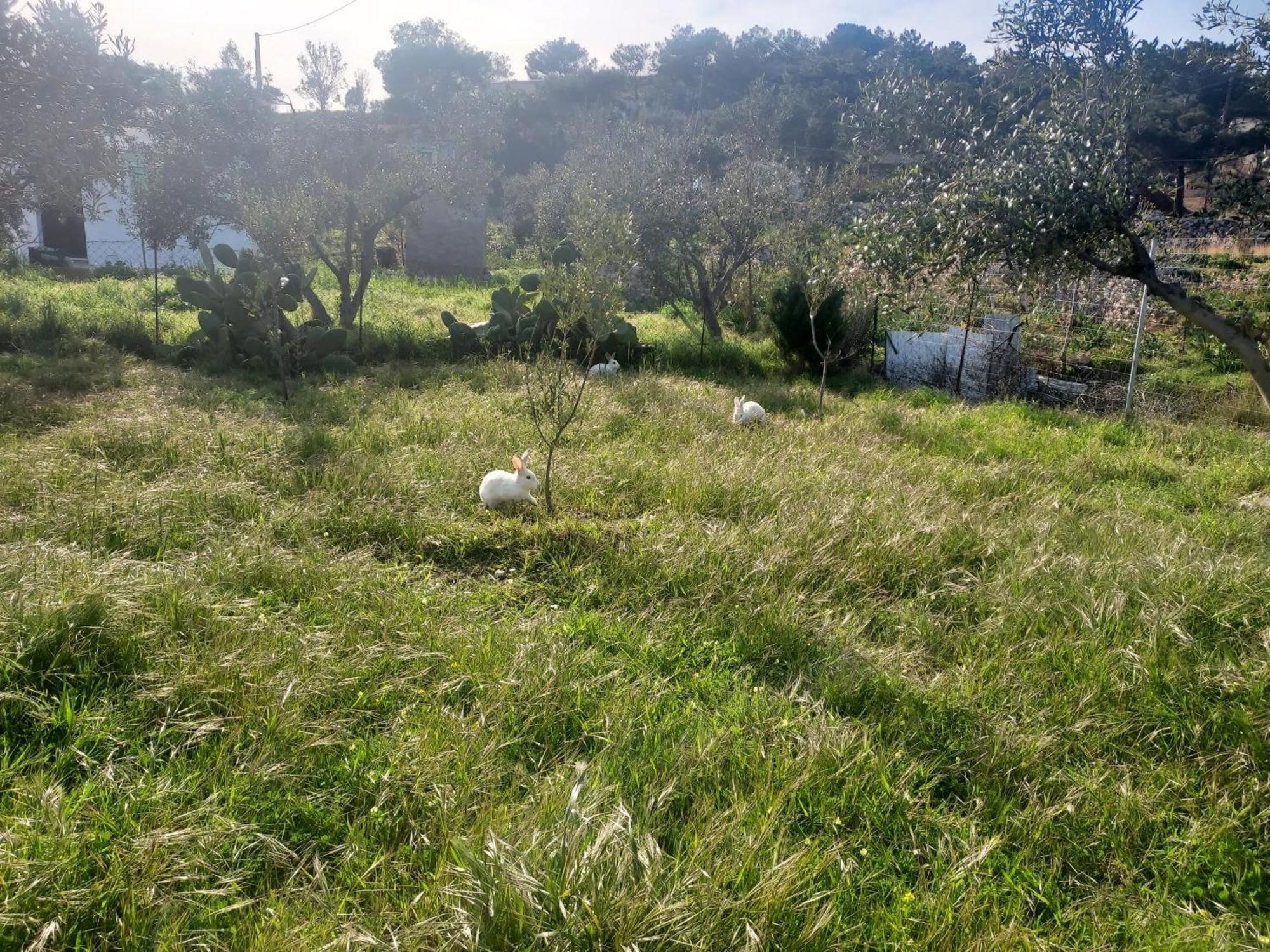 Principessa Telendos Villa Kalymnos Town Ngoại thất bức ảnh